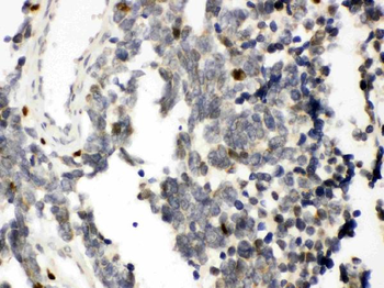 Anti-RUNX3 Antibody