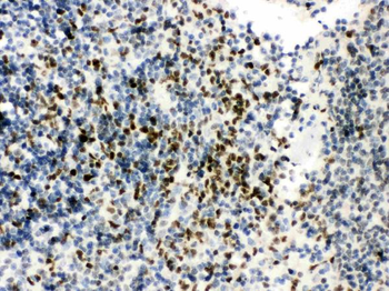 Anti-RUNX3 Antibody