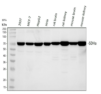 Anti-SDHA Antibody