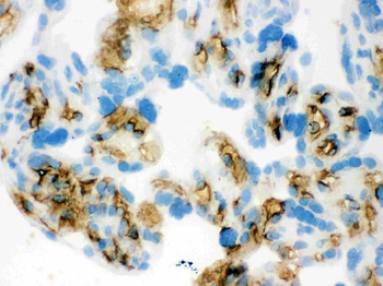 Anti-SLC4A1/CD233/Band 3 Antibody