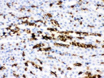 Anti-SLC4A1/CD233/Band 3 Antibody