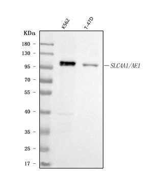 Anti-SLC4A1/CD233/Band 3 Antibody