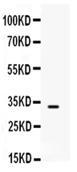SNAI3 Rabbit Polyclonal Antibody