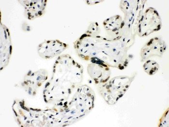 Sp5 Rabbit Polyclonal Antibody
