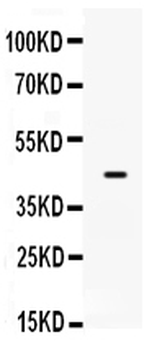 Sp5 Rabbit Polyclonal Antibody