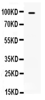 Anti-TLR5 Antibody
