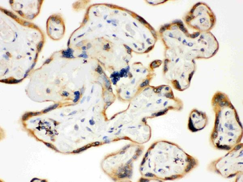 Anti-TLR7 Antibody