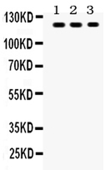 Anti-TLR7 Antibody