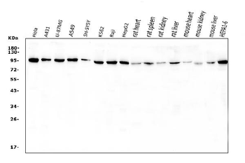 Anti-VCP Antibody