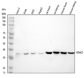 Anti-VDAC/Porin/VDAC1 Antibody