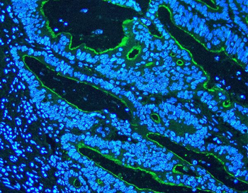 Anti-Villin/VIL1 Antibody