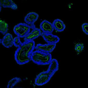 Anti-Villin/VIL1 Antibody