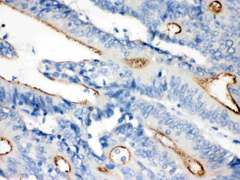 Anti-Villin/VIL1 Antibody