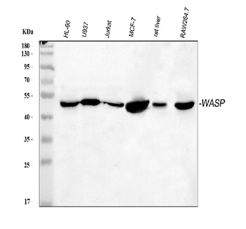 Anti-WASP Antibody