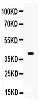 Wnt1 Rabbit Polyclonal Antibody