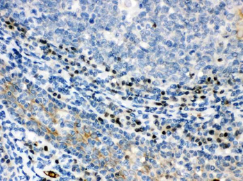 Anti-XBP1 Antibody