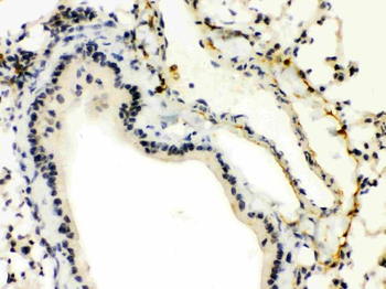 Anti-XBP1 Antibody