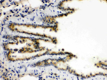 Anti-XBP1 Antibody