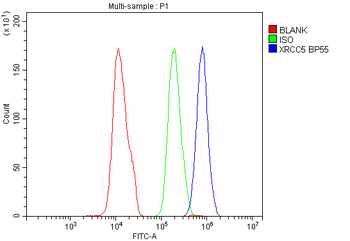 Ku80/XRCC5 Antibody