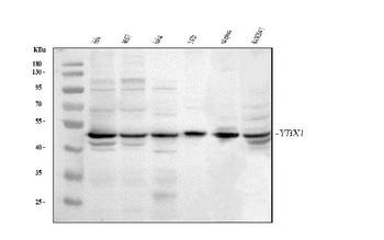 Anti-YB1/YBX1 Antibody