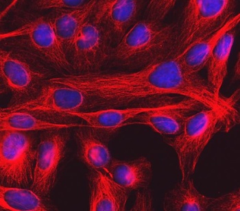 Goat Anti-Mouse IgG (H+L) Secondary Antibody, Cy3 Conjugated