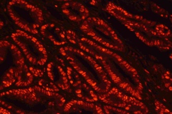 Goat Anti-Rabbit IgG (H+L) Secondary Antibody, Cy3 Conjugated