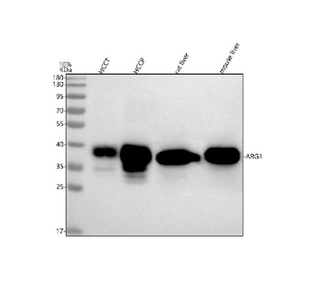 liver Arginase/ARG1 Antibody