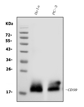 CD59 glycoprotein CD59 Antibody