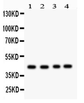 TSG101 Antibody