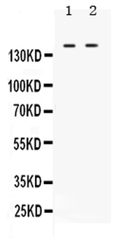 c Abl/ABL1 Antibody