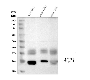 Anti-Aquaporin 1/AQP1 Antibody