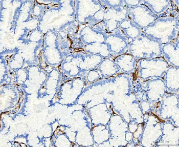 Anti-Aquaporin 1/AQP1 Antibody