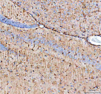 Anti-Aquaporin 4/AQP4 Antibody