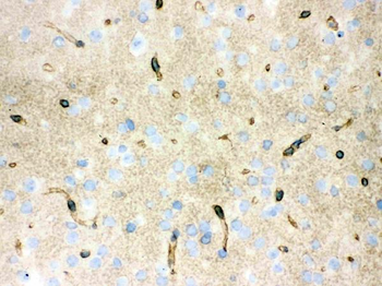 Anti-Aquaporin 4/AQP4 Antibody