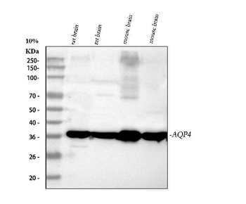 Anti-Aquaporin 4/AQP4 Antibody