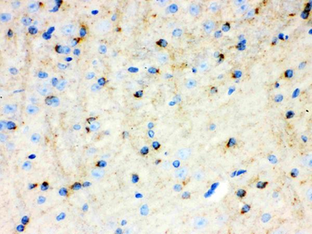 Anti-APLP1 Antibody