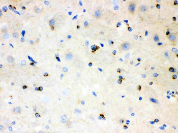 Anti-APLP1 Antibody