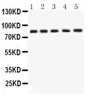 Anti-APLP1 Antibody