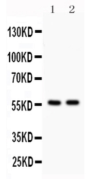 KIAA0652/ATG13 Rabbit Polyclonal Antibody