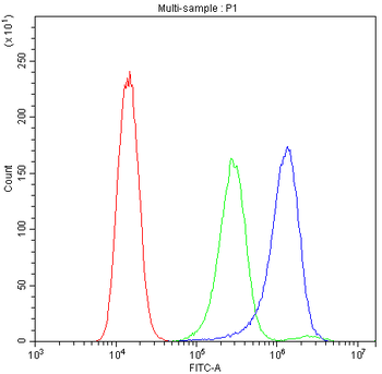 ATG14L Antibody