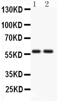 Anti-ATG14L Antibody