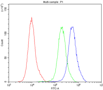 Anti-ATG14L Antibody