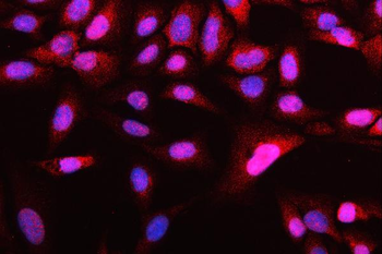Anti-ATG14L Antibody