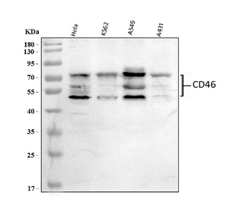 Anti-CD46 Antibody