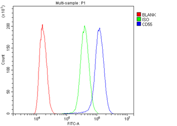 Anti-CD55 Antibody