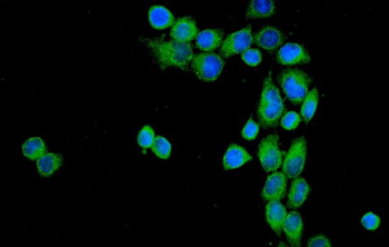 Anti-CD55 Antibody