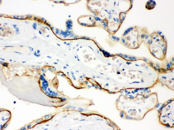 Anti-CD55 Antibody