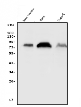 Anti-CD55 Antibody
