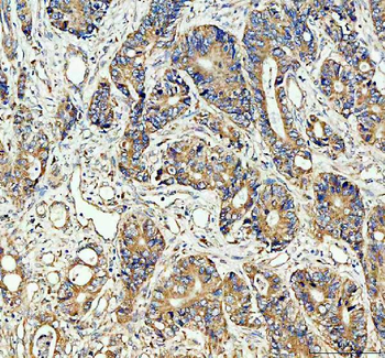Anti-Cdc25B Antibody
