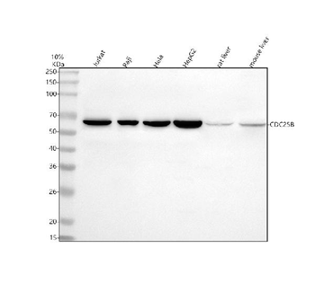 Anti-Cdc25B Antibody